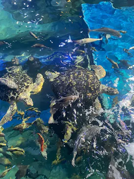 しながわ水族館に投稿された画像（2026/7/6）