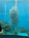 のとじま水族館に投稿された画像（2026/7/7）