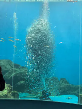 のとじま水族館に投稿された画像（2026/7/7）