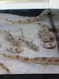 アクアワールド茨城県大洗水族館に投稿された画像（2026/7/7）