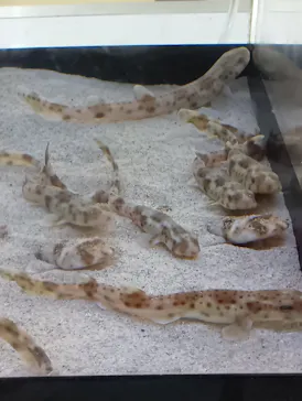 アクアワールド茨城県大洗水族館に投稿された画像（2026/7/7）
