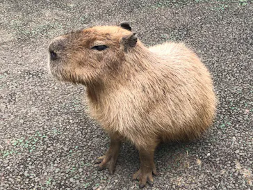 伊豆シャボテン動物公園に投稿された画像（2026/7/7）