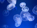 新江ノ島水族館に投稿された画像（2026/7/7）