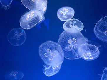 新江ノ島水族館に投稿された画像（2026/7/7）