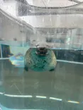 京都水族館に投稿された画像（2026/7/7）