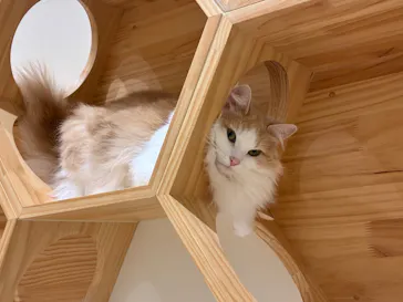 Cat Café MOFF コクーンシティさいたま新都心店に投稿された画像（2026/7/7）