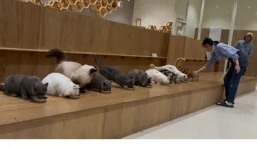 Cat Café MOFF コクーンシティさいたま新都心店に投稿された画像（2026/7/7）