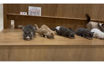 Cat Café MOFF コクーンシティさいたま新都心店に投稿された画像（2026/7/7）
