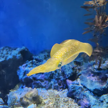 サンシャイン水族館に投稿された画像（2026/7/7）