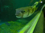串本海中公園水族館に投稿された画像（2026/7/7）
