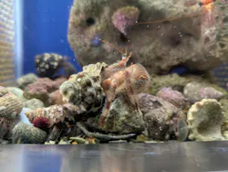 串本海中公園水族館に投稿された画像（2026/7/7）