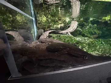 京都水族館に投稿された画像（2026/7/7）