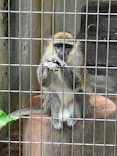 天王寺動物園に投稿された画像（2026/7/8）