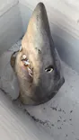 下田海中水族館に投稿された画像（2026/7/8）