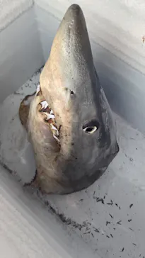 下田海中水族館に投稿された画像（2026/7/8）