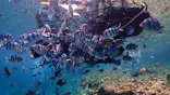 Ko'a and PuPu（コア アンド ププ）に投稿された画像（2026/7/8）