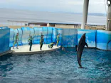 新江ノ島水族館に投稿された画像（2026/7/8）