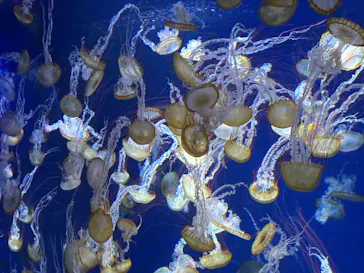 新江ノ島水族館に投稿された画像（2026/7/8）