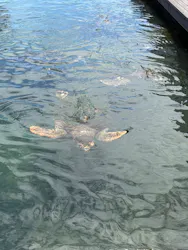 串本海中公園水族館に投稿された画像（2026/7/8）