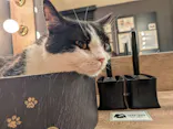 猫カフェモカ　池袋東口店に投稿された画像（2026/7/8）