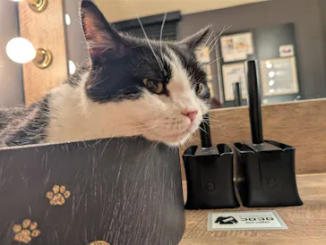 猫カフェモカ　池袋東口店に投稿された画像（2026/7/8）