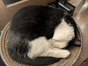 猫カフェモカ　池袋東口店に投稿された画像（2026/7/8）