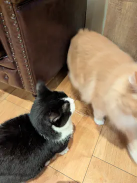 猫カフェモカ　池袋東口店に投稿された画像（2026/7/8）