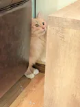 猫カフェモカ　池袋東口店に投稿された画像（2026/7/8）