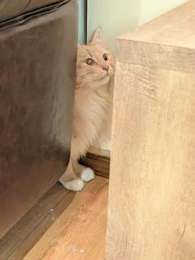 猫カフェモカ　池袋東口店に投稿された画像（2026/7/8）