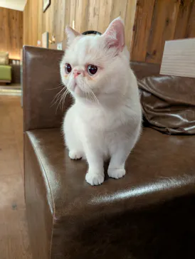 猫カフェモカ　池袋東口店に投稿された画像（2026/7/8）