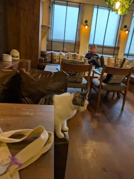 猫カフェモカ　池袋東口店に投稿された画像（2026/7/8）