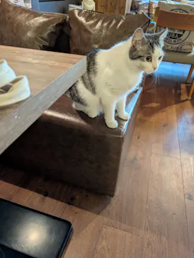 猫カフェモカ　池袋東口店に投稿された画像（2026/7/8）