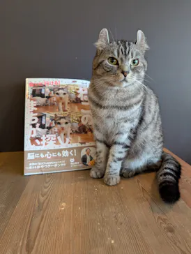 猫カフェモカ　池袋東口店に投稿された画像（2026/7/8）