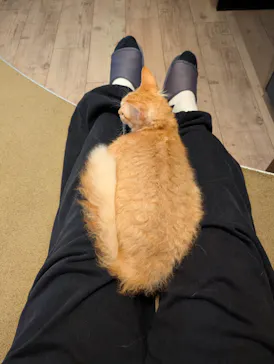猫カフェモカ　池袋東口店に投稿された画像（2026/7/8）