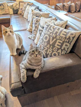 猫カフェモカ　池袋東口店に投稿された画像（2026/7/8）