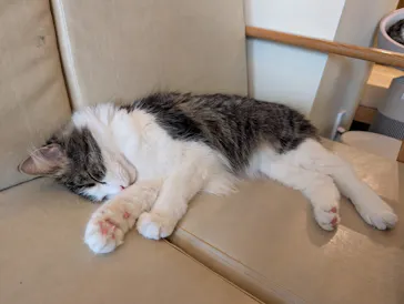 猫カフェモカ　池袋東口店に投稿された画像（2026/7/8）