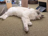 猫カフェモカ　池袋東口店に投稿された画像（2026/7/8）