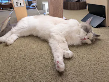 猫カフェモカ　池袋東口店に投稿された画像（2026/7/8）