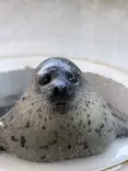 しながわ水族館に投稿された画像（2026/7/8）
