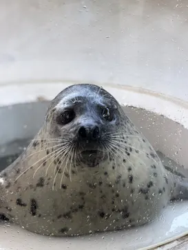 しながわ水族館に投稿された画像（2026/7/8）