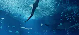 アクアワールド茨城県大洗水族館に投稿された画像（2026/7/8）