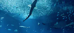 アクアワールド茨城県大洗水族館に投稿された画像（2026/7/8）