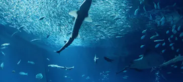 アクアワールド茨城県大洗水族館に投稿された画像（2026/7/8）