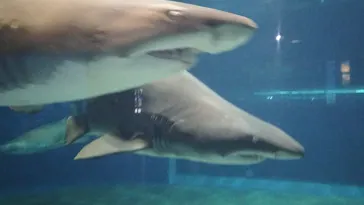 アクアワールド茨城県大洗水族館に投稿された画像（2026/7/8）