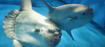 アクアワールド茨城県大洗水族館に投稿された画像（2026/7/8）