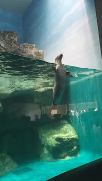 アクアワールド茨城県大洗水族館に投稿された画像（2026/7/8）