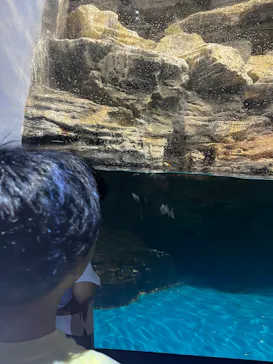 アクアワールド茨城県大洗水族館に投稿された画像（2026/7/8）