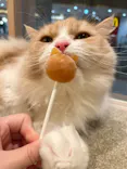 猫カフェMOCHA イオンモール Nagoya Noritake Garden店に投稿された画像（2026/7/8）
