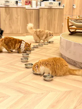 猫カフェMOCHA イオンモール Nagoya Noritake Garden店に投稿された画像（2026/7/8）