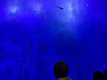 アクアワールド茨城県大洗水族館に投稿された画像（2026/7/9）